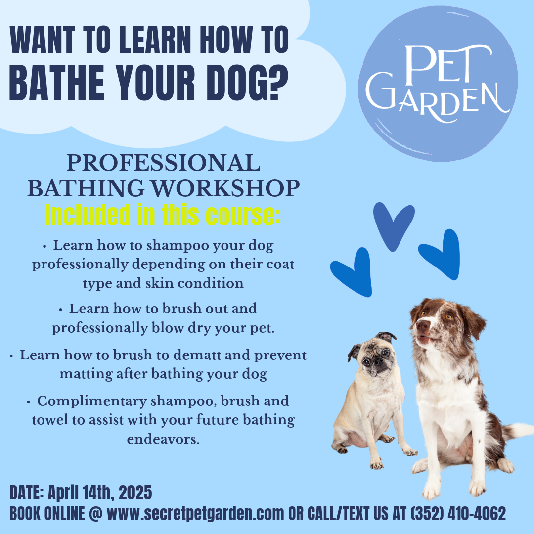 Your Dog All About Dogs Pet Grooming Bathing Workshop Trained By